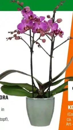 OBI Grow By Obi Schmetterlingsorchidee Multiflora Angebot