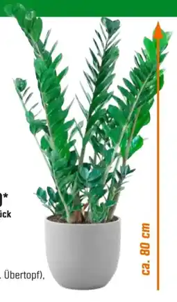 OBI Grow By Obi Glücksfeder Angebot
