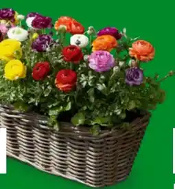 OBI Ranunkeln Angebot