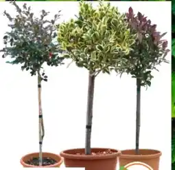 OBI Grow By Obi Mini-Stamm-Sortiment Angebot