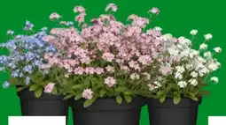 OBI Vergissmeinnicht Angebot