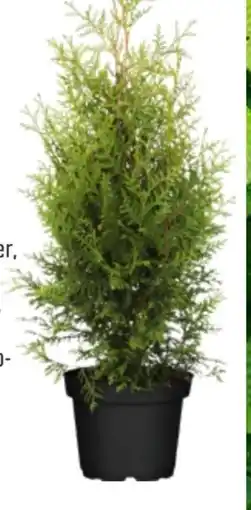 OBI Lebensbaum Brabant Angebot