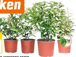 OBI Grow By Obi Trend-Heckenpflanzen Angebot