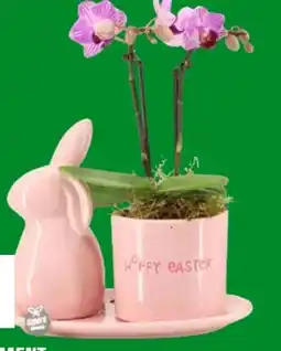 OBI Schmetterlingsorchidee im Oster-Arrangement Angebot