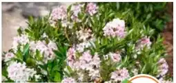 OBI Grow By Obi Rhododendron Bloombux Angebot