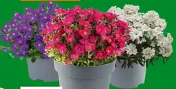 OBI Blühende Polsterstauden Angebot