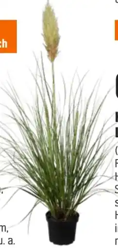 OBI Pampasgras Angebot