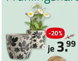 ROLLER Übertopf Angebot