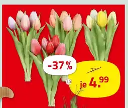 ROLLER Tulpenbund Angebot