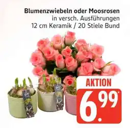 Edeka Blumenzwiebeln oder Moosrosen Angebot