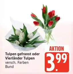 Edeka Tulpen gefranst oder Vierländer Tulpen Angebot