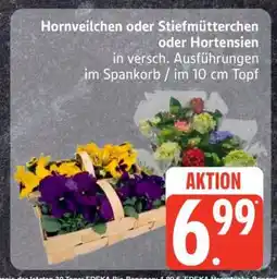 Edeka Hornveilchen oder Stiefmütterchen oder Hortensien Angebot