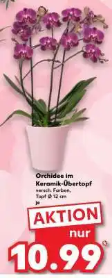 Kaufland Orchidee im Keramik- Übertopf Angebot