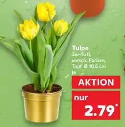 Kaufland Tulpe Angebot
