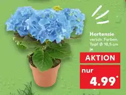 Kaufland Hortensie Angebot
