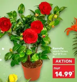 Kaufland Kamelie Angebot