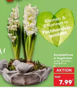 Kaufland Zwiebelpflanze in Vogeltränke Angebot