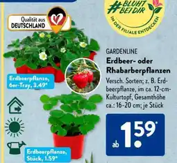 Aldi Süd Erdbeer- oder Rhabarberpflanzen Angebot