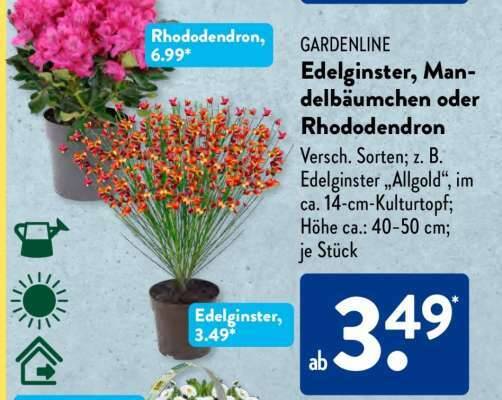 Gardenline Edelginster, Mandelbumchen oder Rhododendron Angebot bei Aldi  Sd