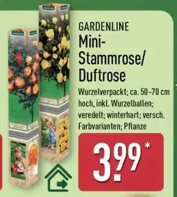 Aldi Nord GARDENLINE Mini Stammrose/ Duftrose Angebot