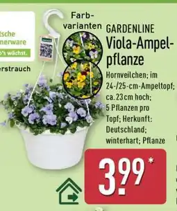Aldi Nord GARDENLINE Viola-Ampelpflanze Angebot