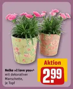 REWE Nelke I love you Angebot