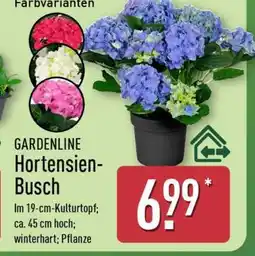 Aldi Nord GARDENLINE Hortensien-Busch Angebot