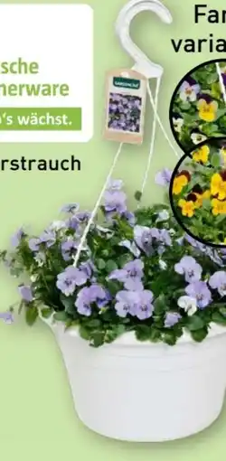 Aldi Nord Gardenline Viola-Ampelpflanzen Angebot