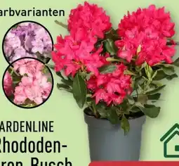 Aldi Nord Gardenline Rhododendron-Busch Angebot