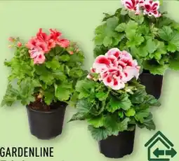 Aldi Nord Gardenline Edelgeranie Angebot