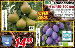 CENTERSHOP BIO Terrassenobst Angebot