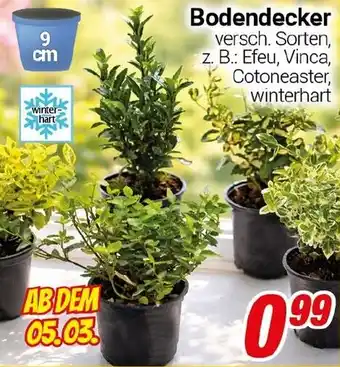 CENTERSHOP Bodendecker Angebot