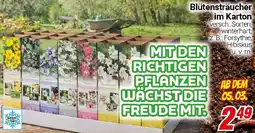 CENTERSHOP Blütensträucher im Karton Angebot