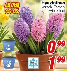 CENTERSHOP Hyazinthen Angebot