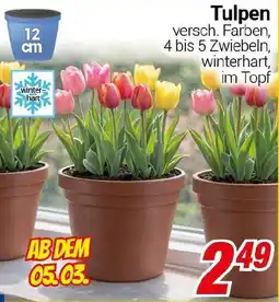 CENTERSHOP Tulpen Angebot