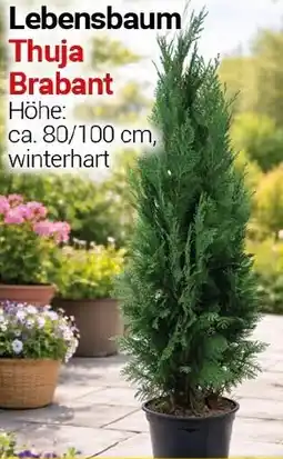 CENTERSHOP Lebensbaum Thuja Brabant Angebot