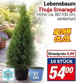 CENTERSHOP Lebensbaum Thuja Smaragd Angebot