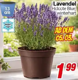 CENTERSHOP Lavendel Angebot