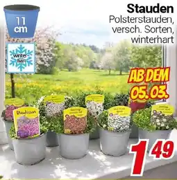 CENTERSHOP Stauden Angebot