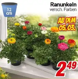 CENTERSHOP Ranunkeln Angebot