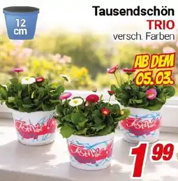 CENTERSHOP Tausendschön TRIO Angebot