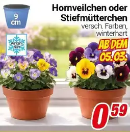 CENTERSHOP Hornveilchen oder Stiefmütterchen Angebot
