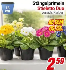 CENTERSHOP Stängelprimeln Stieletto Duo Angebot