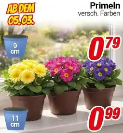 CENTERSHOP Primeln Angebot