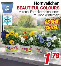 CENTERSHOP Hornveilchen BEAUTIFUL COLOURS Angebot