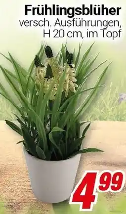 CENTERSHOP Frühlingsblüher Angebot