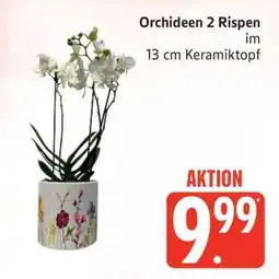 Edeka Orchideen 2 Rispen Angebot