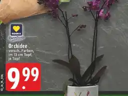 Edeka Orchidee Angebot