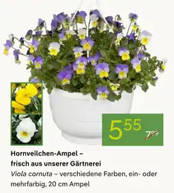 Pflanzen Kölle Hornveilchen-ampel Angebot