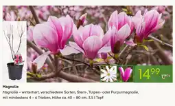 Pflanzen Kölle Magnolie Angebot